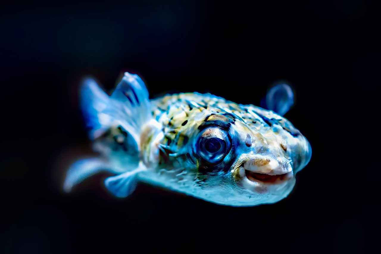 How Do Filters Improve Underwater Photography?