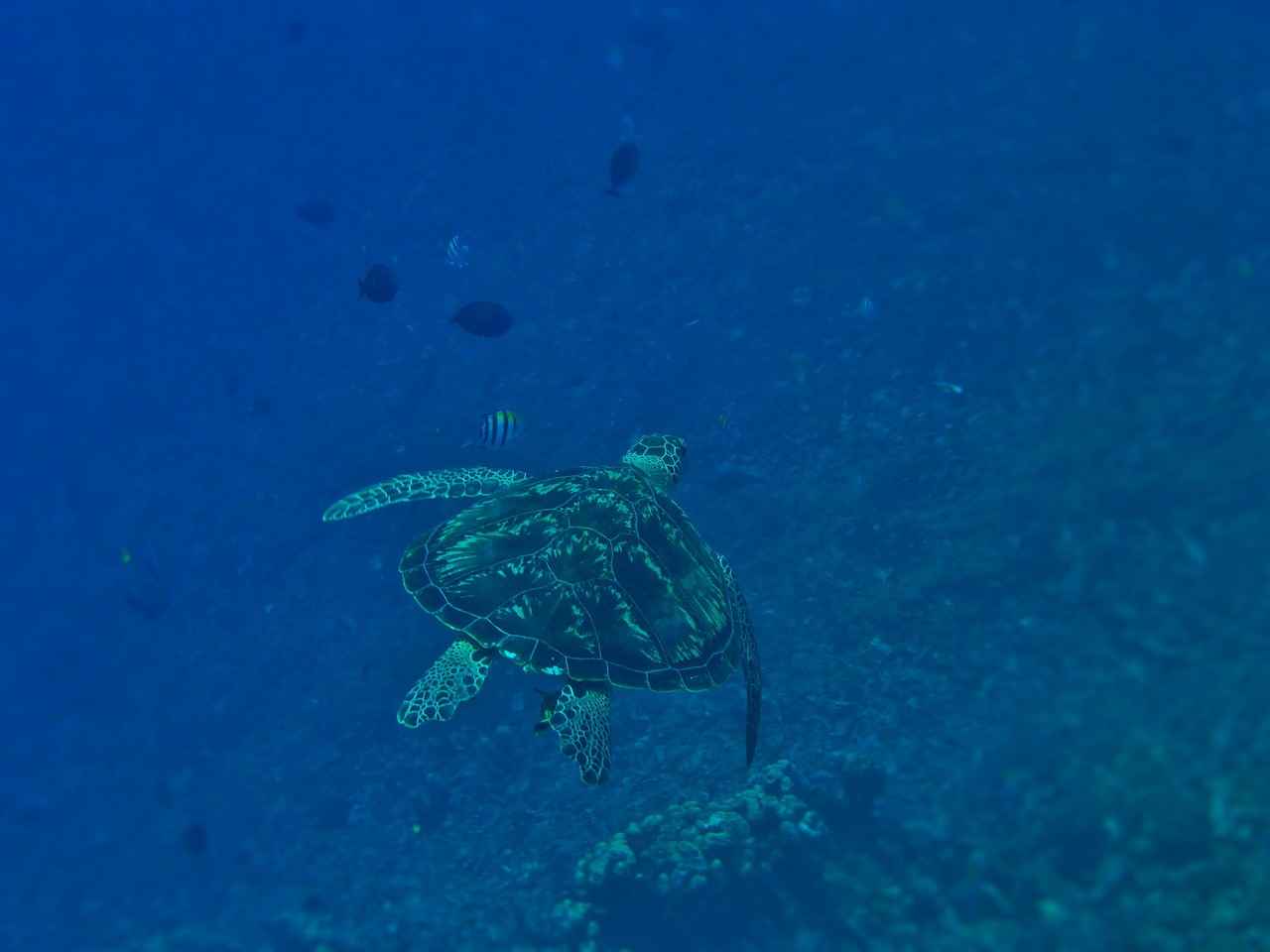 How to Maintain Your Underwater Photography Gear?