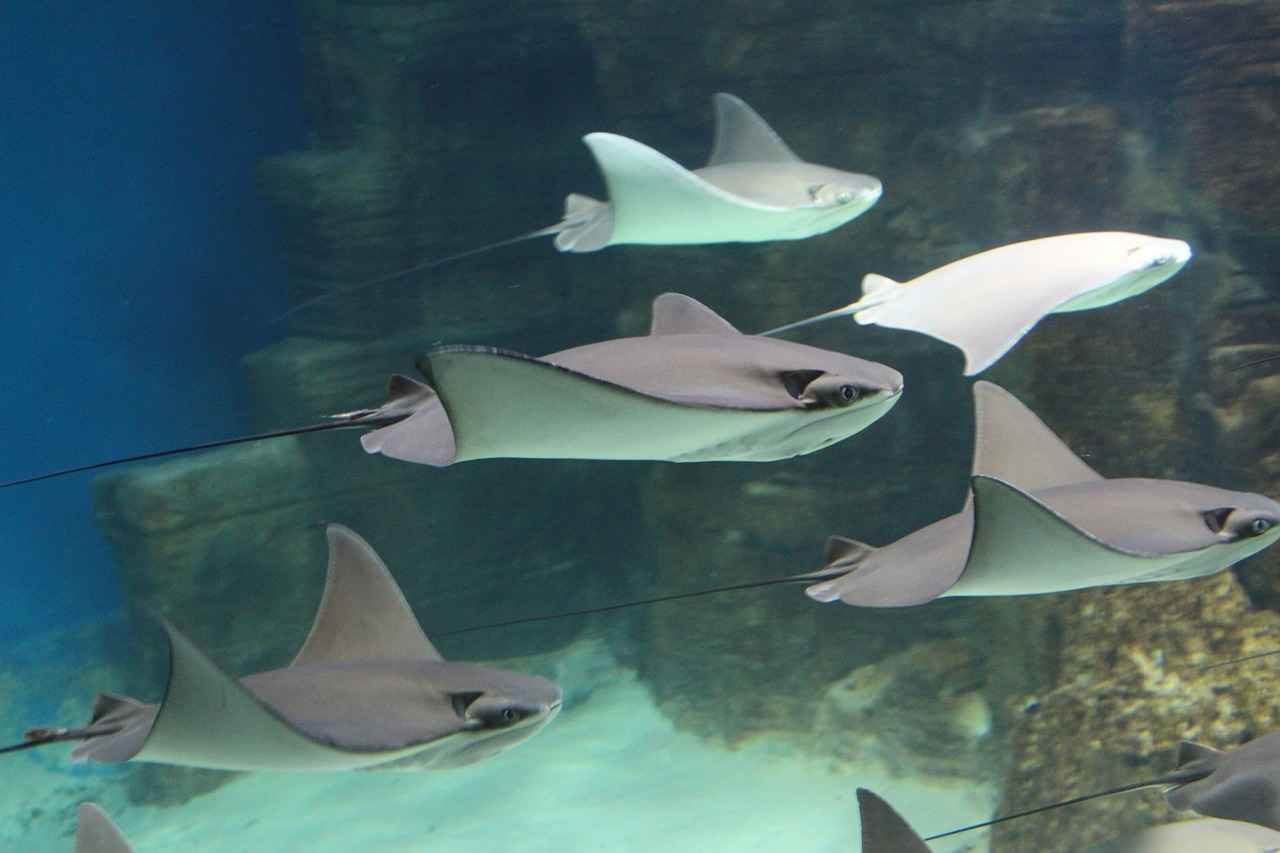 What Lighting Accessories Enhance Underwater Photography?