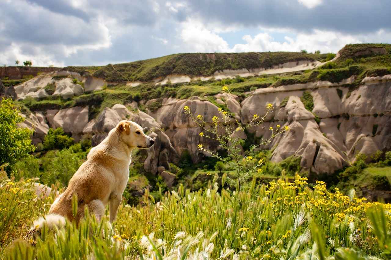 Budget-Friendly Options for Outdoor Enthusiasts