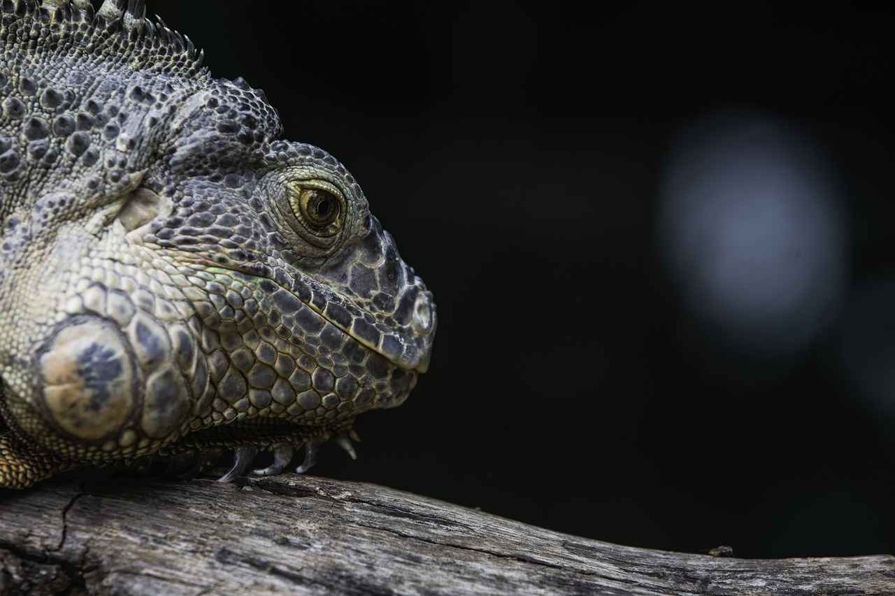 Tips for Capturing Stunning Wildlife Photos