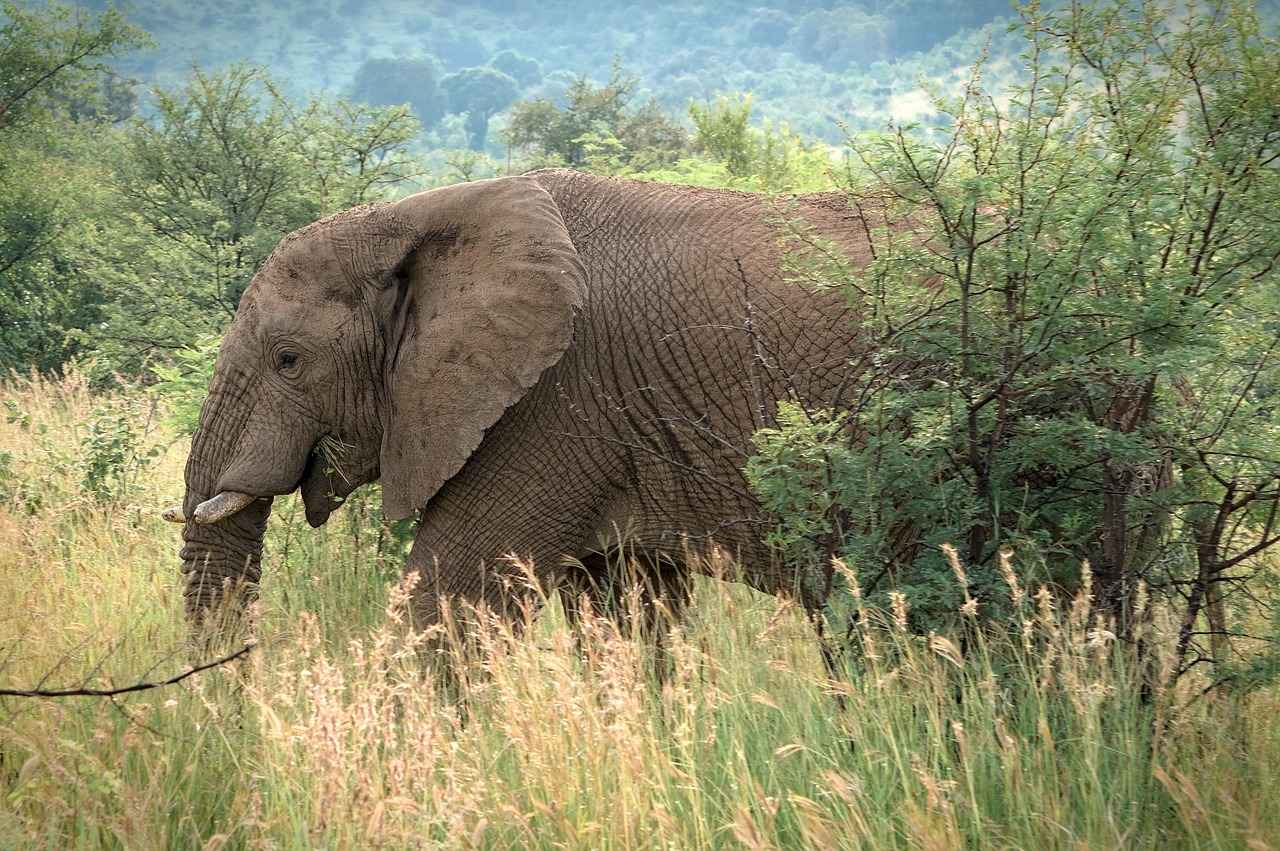 Conclusion: Making the Right Choice for Your Safari