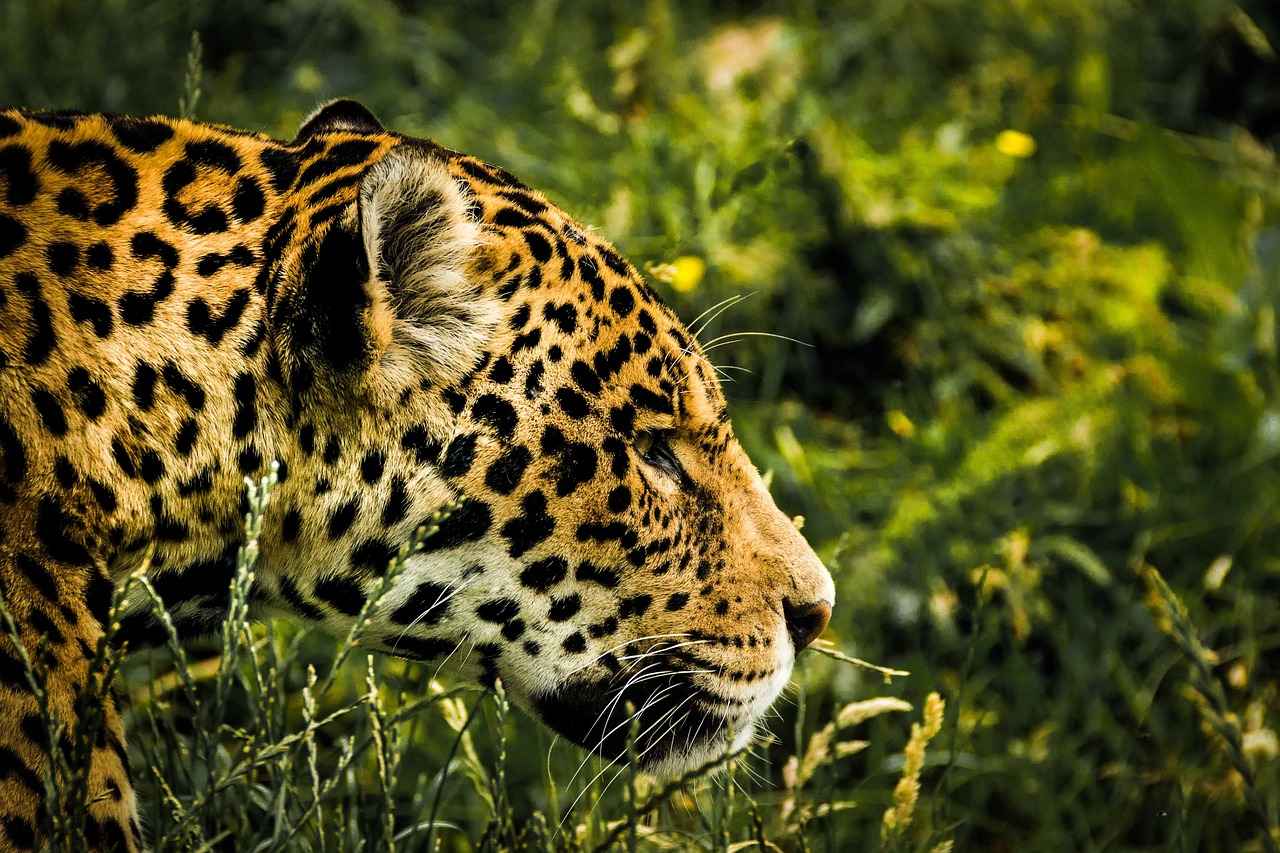 Key Features to Look for in Safari Action Cameras