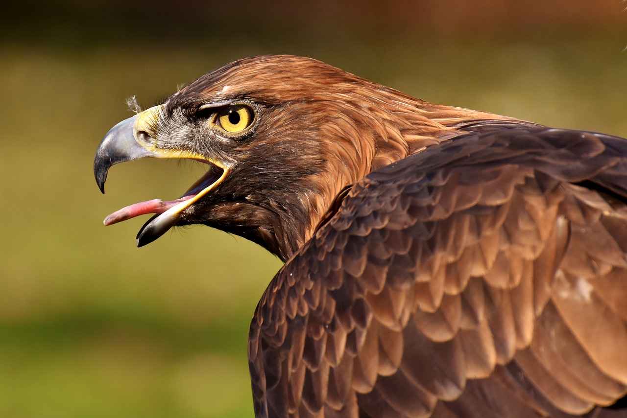 Top Action Cameras for Wildlife Photography