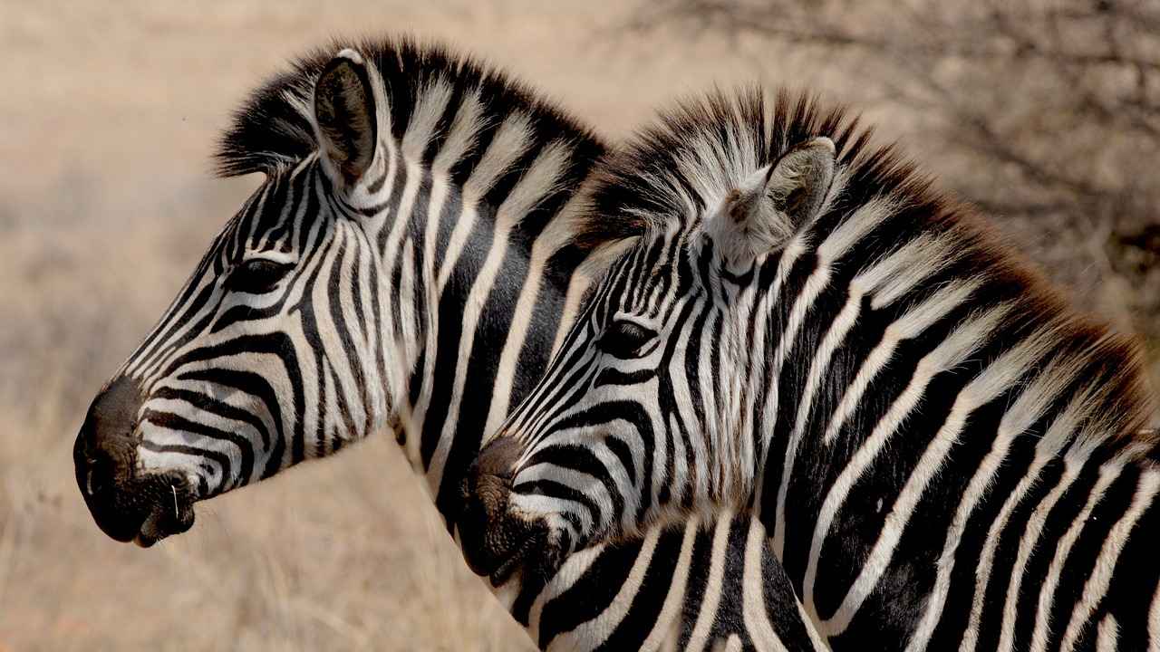 Accessories to Enhance Your Safari Photography