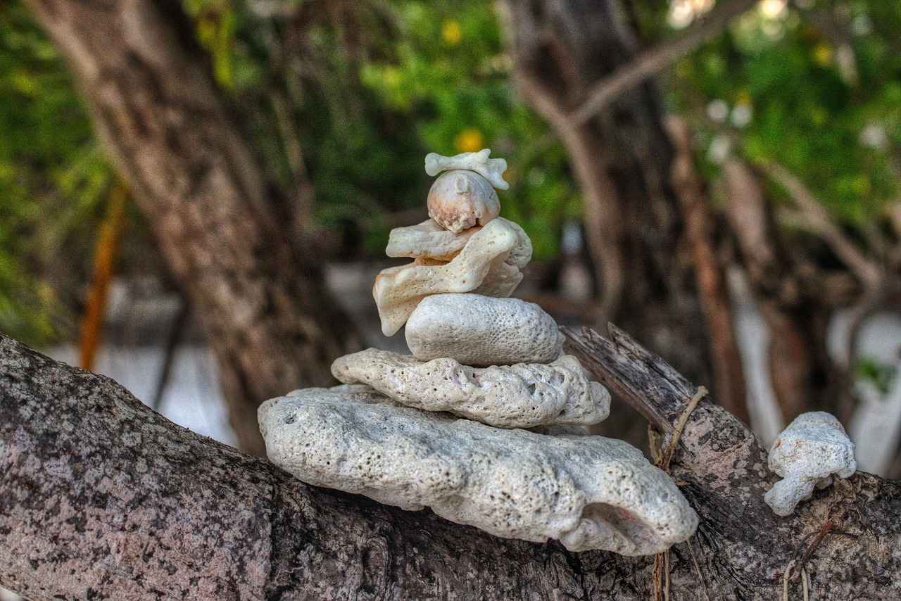 Best Gimbals for DJI Osmo Action 4: Our Top Picks