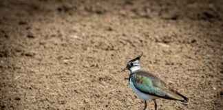 GoPro Alternatives Under $100: Are They Worth It? GoPro Alternatives Under $100: Are They Worth It?