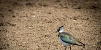 GoPro Alternatives Under $100: Are They Worth It? GoPro Alternatives Under $100: Are They Worth It?