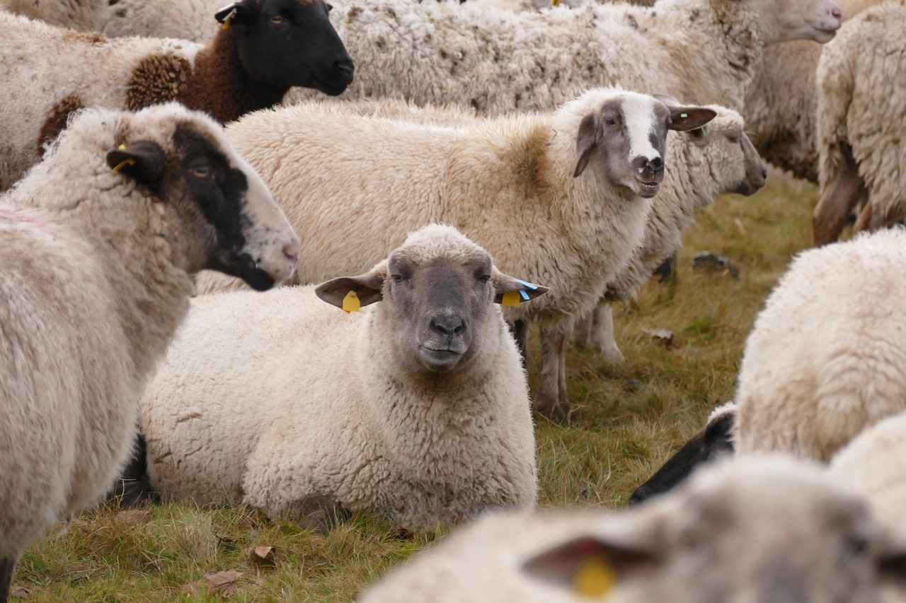 GoPro Hero 12 Setup for Live Streaming: A Step-by-Step Guide 3 What Streaming Platforms Are Compatible with GoPro Hero 12?