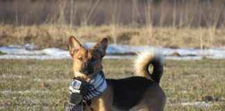 GoPro vs. DJI Osmo Action: The Ultimate Showdown in 2025 GoPro vs. DJI Osmo Action: The Ultimate Showdown in 2025