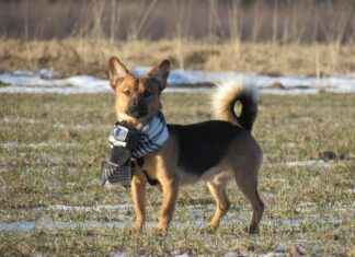 GoPro’s Future: Can It Survive the Next 5 Years? GoPro’s Future: Can It Survive the Next 5 Years?