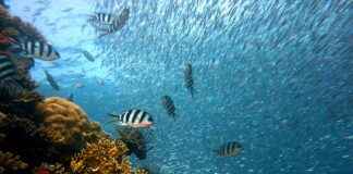 How to Film Underwater with an Action Camera (Best Settings & Accessories) How to Film Underwater with an Action Camera (Best Settings & Accessories)