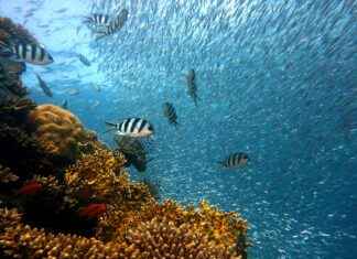 How to Film Underwater with an Action Camera (Best Settings & Accessories) How to Film Underwater with an Action Camera (Best Settings & Accessories)