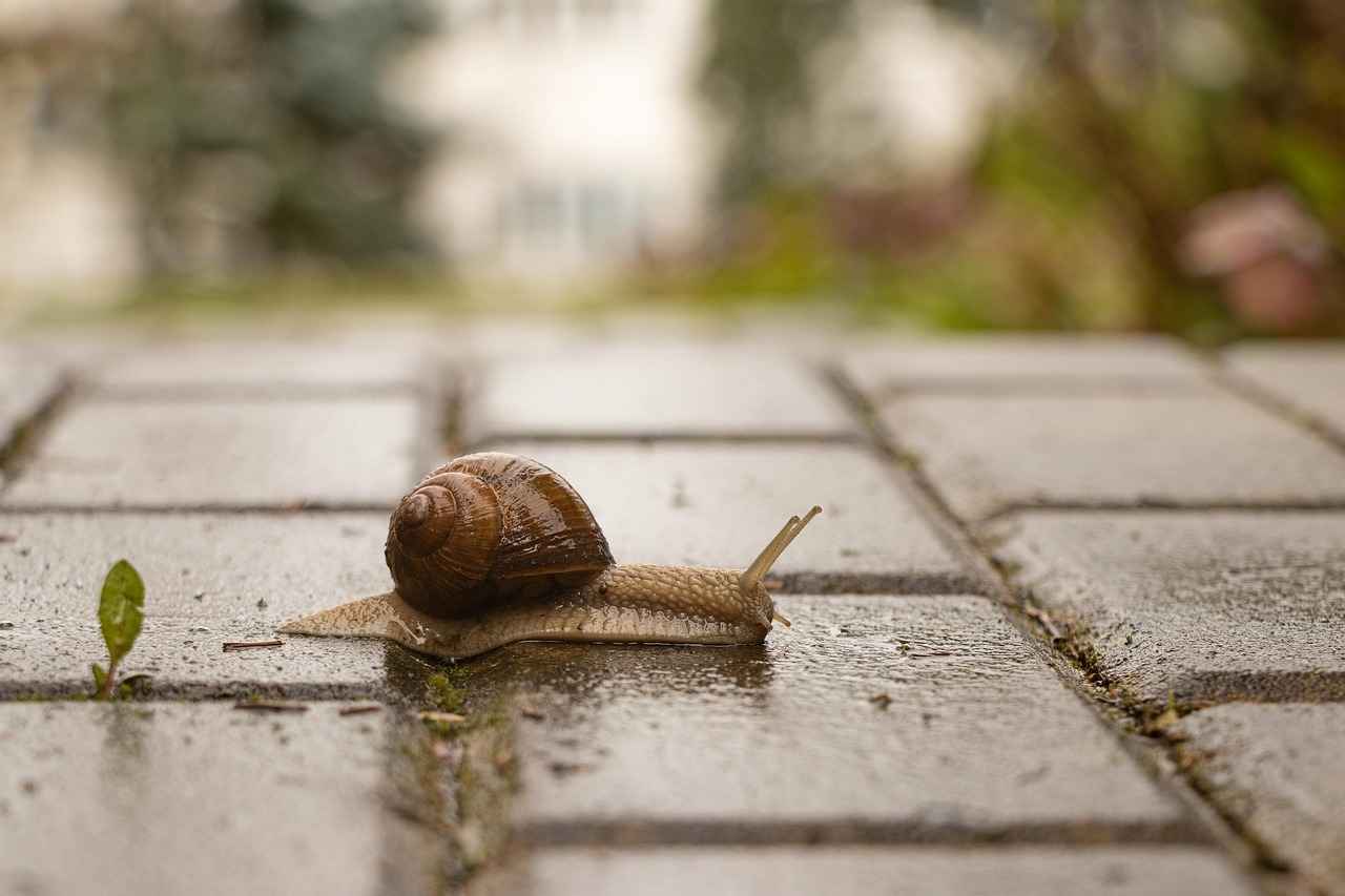 Editing Slow Motion Footage Effectively