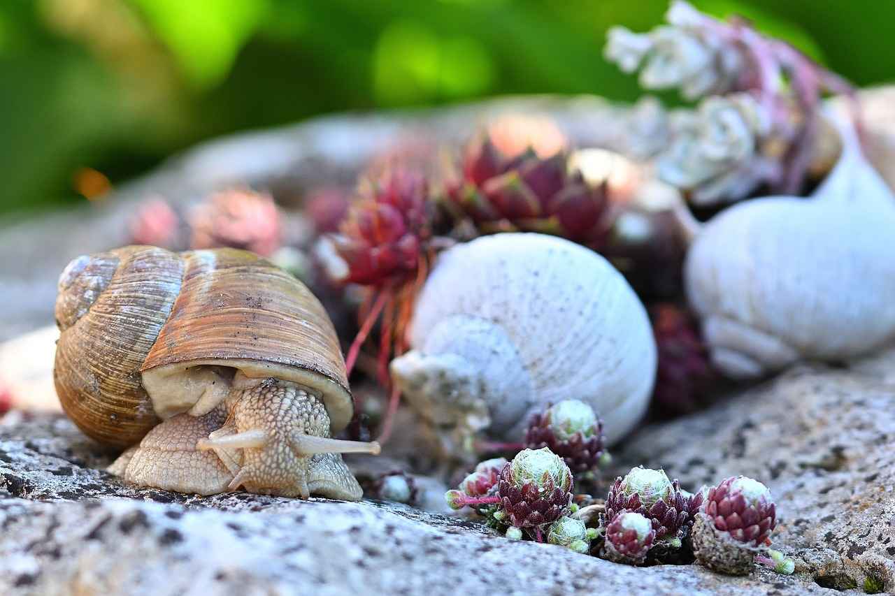 Showcasing Your Slow Motion Footage