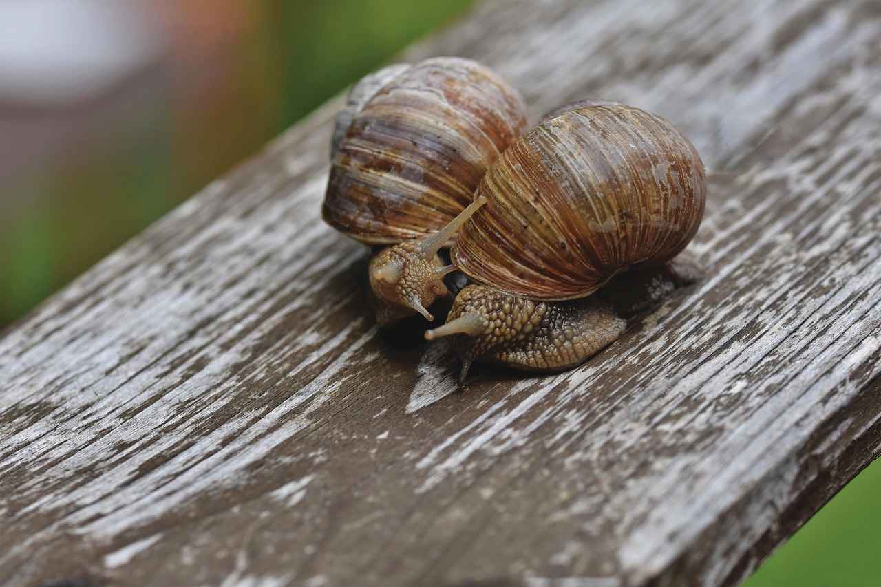 Camera Settings for Optimal Slow Motion