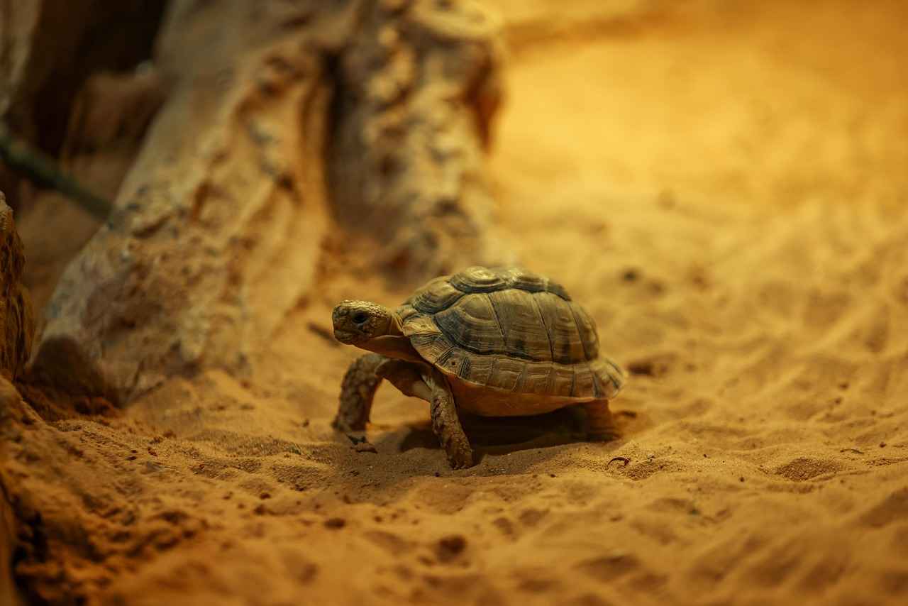 Lighting Conditions for Slow Motion Footage