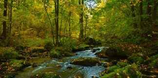 How to Live Stream with a GoPro, DJI Osmo Action, or Insta360 How to Live Stream with a GoPro, DJI Osmo Action, or Insta360