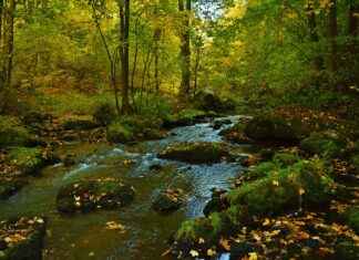 How to Live Stream with a GoPro, DJI Osmo Action, or Insta360 How to Live Stream with a GoPro, DJI Osmo Action, or Insta360