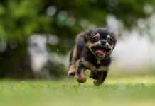 How to Remove Wind Noise from Action Camera Videos (Easy Fixes) How to Remove Wind Noise from Action Camera Videos (Easy Fixes)