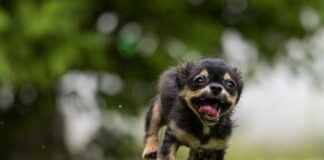 How to Remove Wind Noise from Action Camera Videos (Easy Fixes) How to Remove Wind Noise from Action Camera Videos (Easy Fixes)