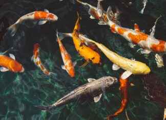 How to Shoot Incredible Underwater Videos with an Action Camera How to Shoot Incredible Underwater Videos with an Action Camera