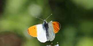 How to Take the Best Selfies & Group Shots with an Action Camera How to Take the Best Selfies & Group Shots with an Action Camera